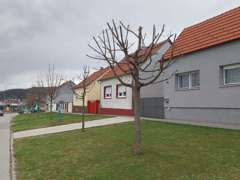 Orezivanje stabala prepustite djelatnicima Komunalca 